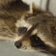 Just a raccoon, not the traumatized raccoon. Photo: AP